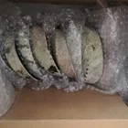Abalone Bulk Sales Price New Zealand Abalone Shells