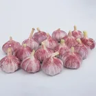 Fresh Garlic All Sizes White And Red Garlic White Garlic For Exportation