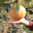 Pear Low Price High Quality Sweet Fresh Qiu Yue Pear