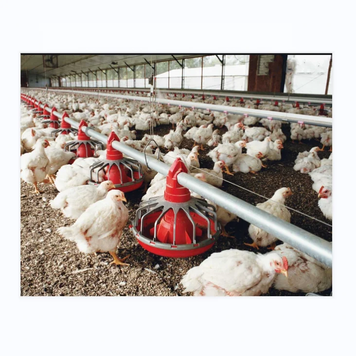 Poultry Farm Equipment Animal Husbandry /poultry Farm Equipment For Chicken  House - Buy Poultry Farm House Design,Automatic Control Equipment,Poultry  Farm Control Shed Product on 