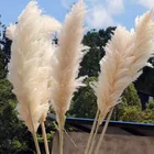 Flowers Preserved Pampas Grass Dried Flowers Ins Hot Sell For Decoration
