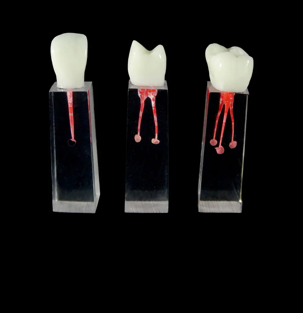 Wholesale Dental Root Canals Training Models Tooth Model For Practising