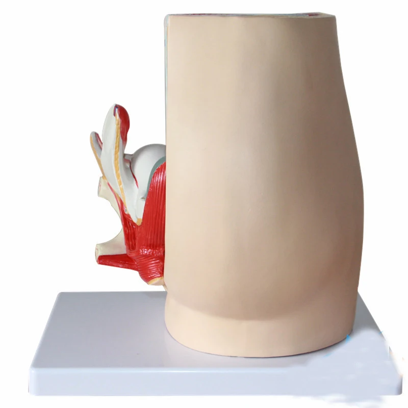 Pelvic Sagittal Section Model Urinary System Model Of Internal And