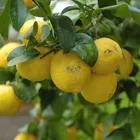 Lemon Lemon Good Quality Cheap Price Fresh Citrus Fruit Organic Yellow Lemon