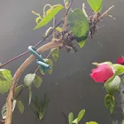 Soft 16FT 5 Meter 2MM/2.5MM/3MM/3.5MM Diameter Multi-Function TPR Coated Iron Wire Twist Tie Garden Plant Soft Tie