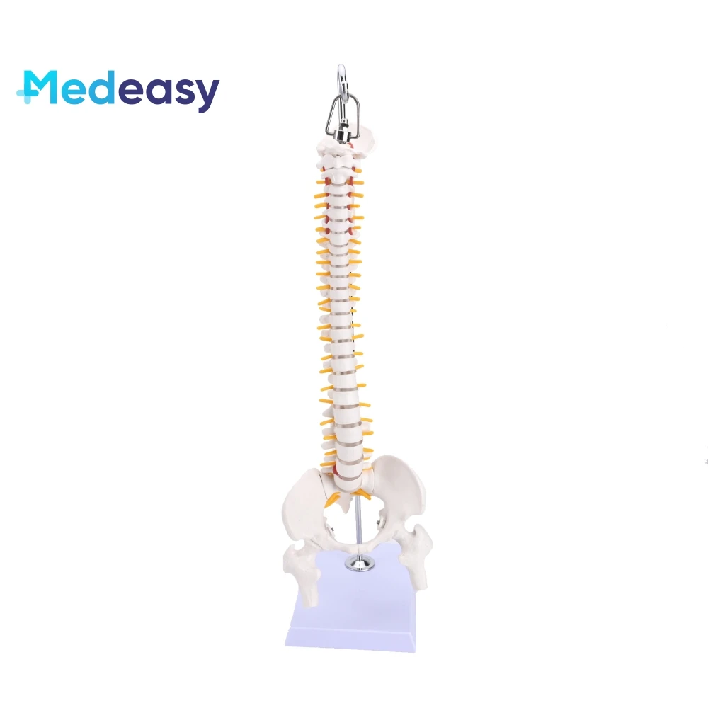 Human Life Size Spine Anatomical Model Cm Vertebral Column Model With