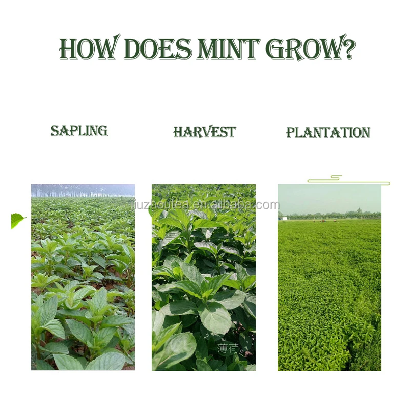 Organic healthy wild mint leaf Spearmint peppermint wintermint Mint tea leave  slimming tea-