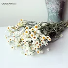 Daisy Decorative Flowers Natural Winged Everlasting Daisy Home Decoration Dry Flower