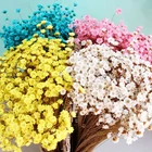 Natural Decoration Ammobium Silver Flower For Home Decors Natural Flowers Wedding Decoration Dried Flowers