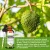 OEM soursop drops organic Soursop Graviola Liquid Drops