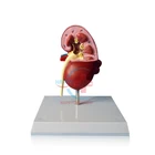HC-R127 Veterinary Anatomical Model Canine Dog Kidney Model For Teaching