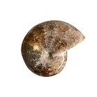 Natural Chrysanthemum Natural Chrysanthemum Snail Fossil For Sale