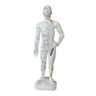 Model Zhongyan Taihe Hot Sale Human Acupuncture Point Model