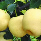 Pear High Quality Hot Selling 2021 New Export Natural Crop Tasty Fresh Fruit Nashi Pear