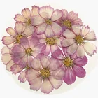 Chrysanthemum Real Dried Pressed Flower Gesang Flower Persian Chrysanthemum