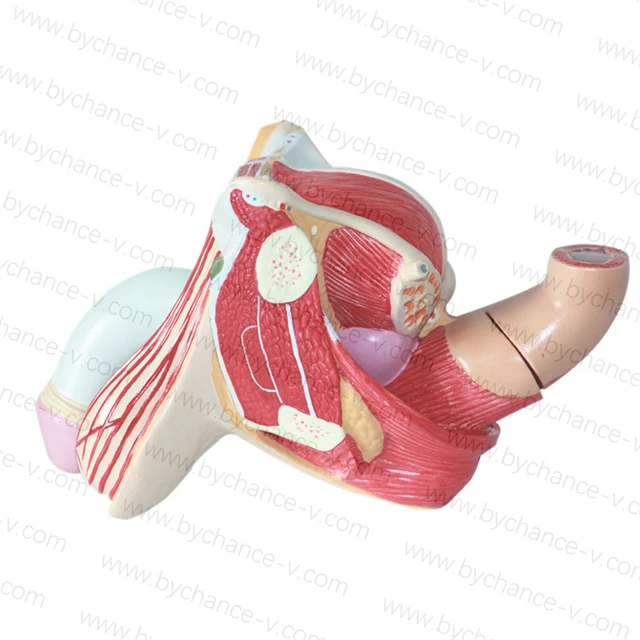 Male Genital Anatomy Model Bladder Slice Testis Model Internal And