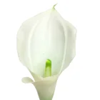 Flower Calla Artificial Flower Making Artificial Calla Lily