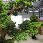 Artificial Cedar Pine Trees Small Artificial Pine Tree Pine Artificial Plant Indoor And Outdoor Decoration