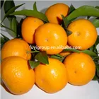 Orange Mandarin Baby Mandarin Orange / Nanfeng Orange /Fresh Mandarin Orange