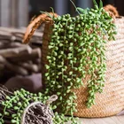 Artificial Hanging Senecio Green Plant Wholesale Indoor Decoration Faux Succulents