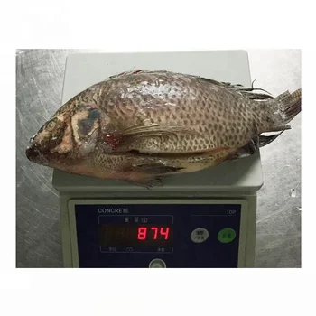 Frozen Wholesale Of Gutted & Scaled & Gilled Tilapia Fish Specifications