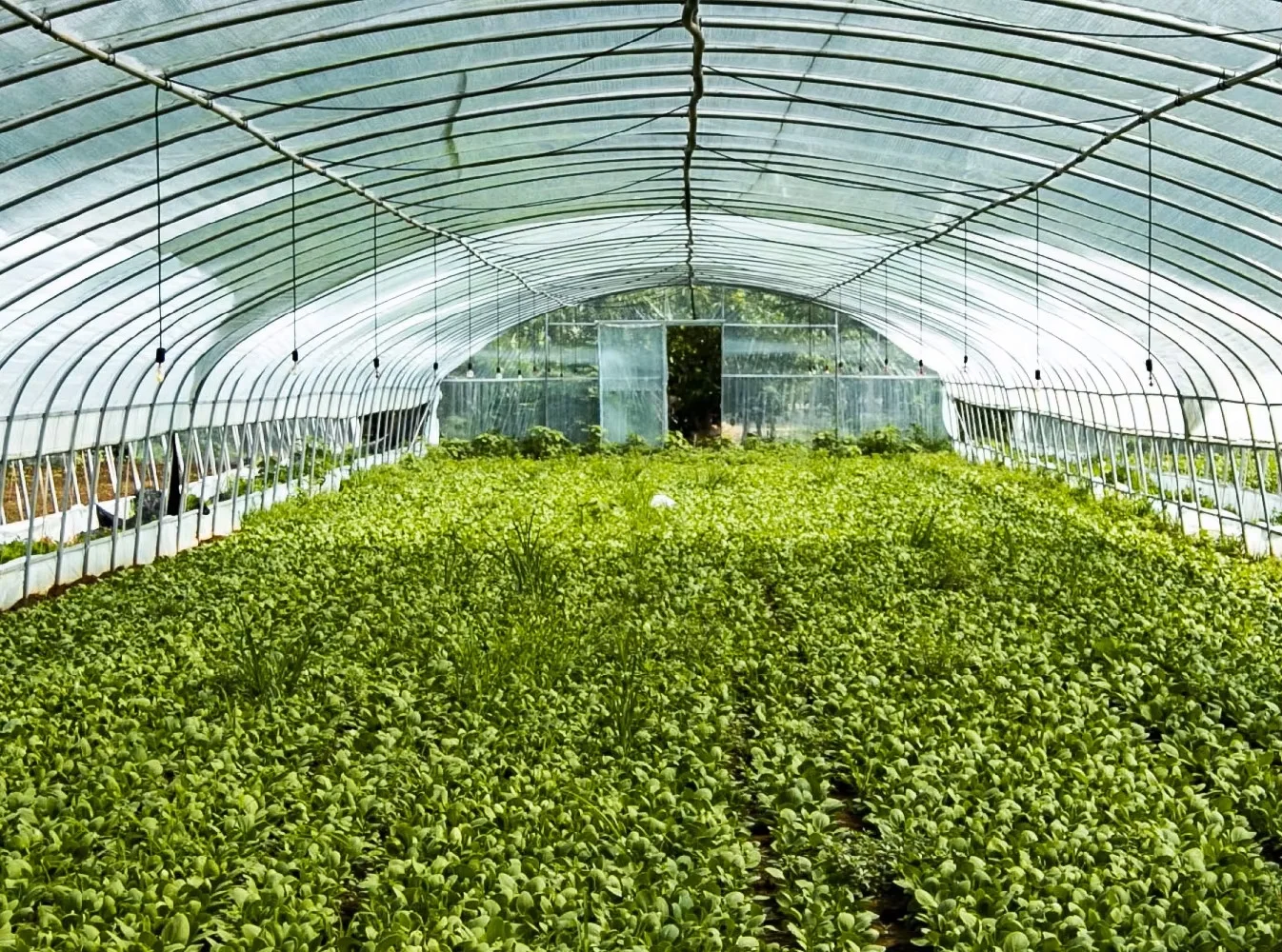 Eco-Friendly Single Layer Agricultural Plastic Film Greenhouse for Vegetable Tunnel China Product supplier