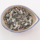 Shell Abalone The Shell Of Abalone Or Sea-ear