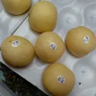 Pears New Corp Low Price Chinese Fresh Ya Pears Wholesale
