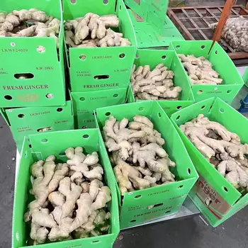 Organic Ginger Root Direct Factory Supply Wholesale Selling Made Natural Whole Fresh Ginger Vegetables For Genuine Buyers