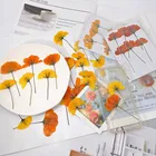 Chrysanthemum Real Dried Pressed Flower Chinese Chrysanthemum