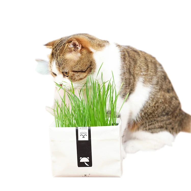 cat grass toy