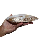 Shell Natural Polished Beach Clam Shell Natural Pearl Shell Oyster Mother Of Pearl For DIY Crafts