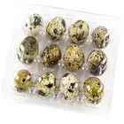 Egg Carton Plasticegg PET Rectangle Factory Price Cheaper Clear Quail Egg Carton