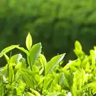 Health Tea Certified Tea Powder Greatrise Accept Custom Your Own Brand Organic Culinary Grade Matcha