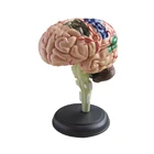 Model Brain Model Natural Size 32 Parts 4D Brain Model For Teaching Use