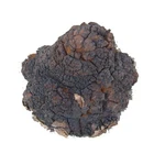 New Product New Product Organic Nutritional Healthcare Supplement Supplement Chaga Mushroom Powder Extract