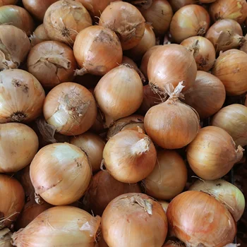 Crop 2023 fresh onions
