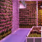Led Ledled Custom Plant Hemp Optimal Spectrum Full Spectrum 30W 50W 100W 150W 1000W Led Flood Light