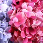 Hot Sale Simulation Flower Artificial Hydrangea Decorative Flower Wedding Decoration