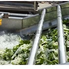 Continuously Non-stop Leafy Vegetable Fruit Lettuce Cabbage Bubble Washing Washer Cleaning Machine