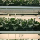 Led Light Led IP67 Full Spectrum 30w T8 LED Tube Indoor Grow Light System For Hydroponics Plant Grow LED