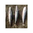 Fish Mackerel Fish 300-500G High Quality Frozen Pacific Mackerel Fish