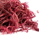 Professional Production Of No Add Green Seafood Food Salted Ogonori