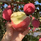Fuji Fruit Apple Fujiapplefujiapple Chinese FUJI Fruit Apple Fresh High Quality Apple Price