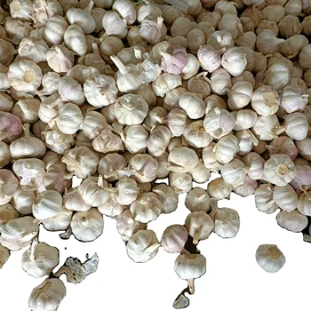 Crop 2023 fresh normal white garlic