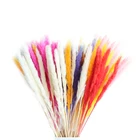 Plant Dry Bulrush Reed Plant Small Pampas Grass Phragmites For Wedding Flower Home Decor DIY Flower Window Decoration