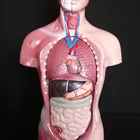 Model Model Model 26cm Torso Model High-Quality Anatomy Assembly Model Human Anatomy Model