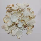 Shells Shell Gift Pure Natural Beach Shells Shell Craft Gift Scene Decoration