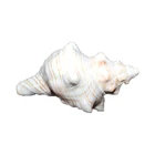Sea Shells Shell 2021 New Arrival Sea Shells Mixed Beach Seashells Housing Shell
