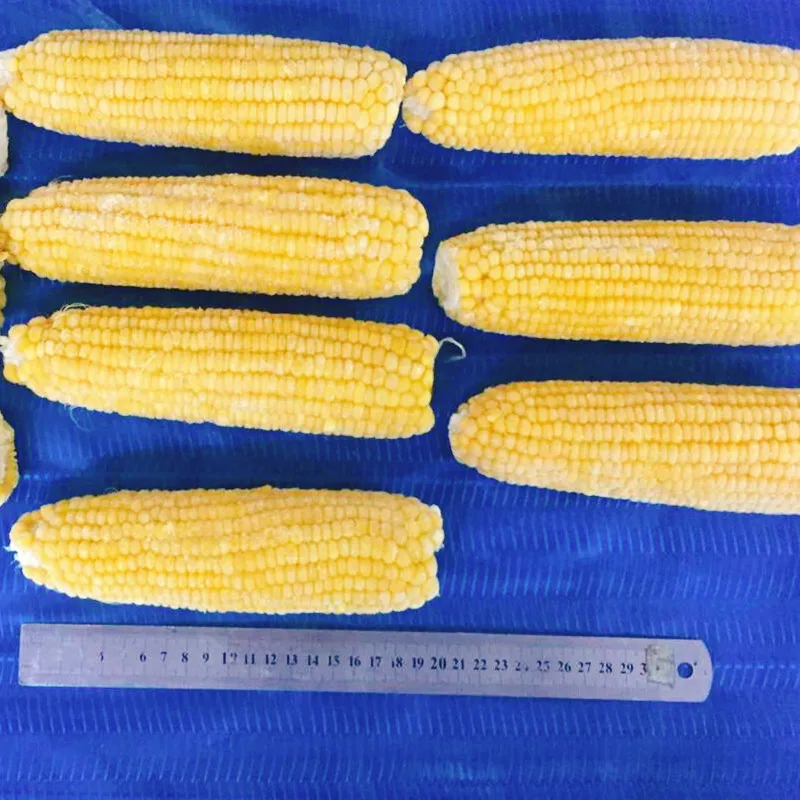 Factory Price Frozen Sweet Corn Cob Frozen Maize manufacture